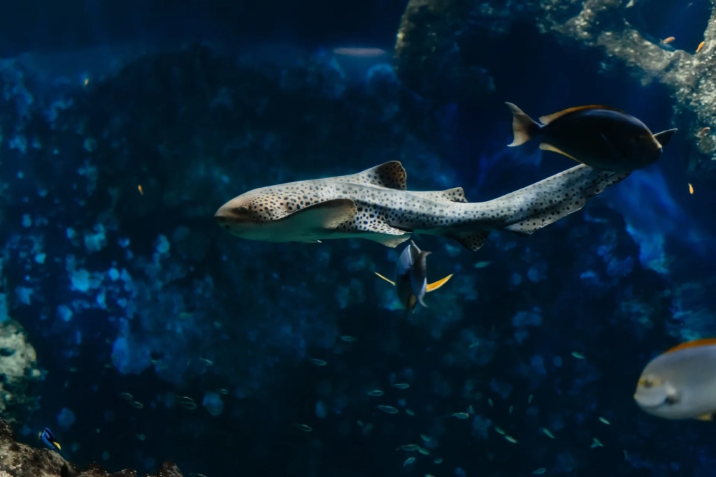 Aquarium de Lyon — tunnel à requins, La Mulatière