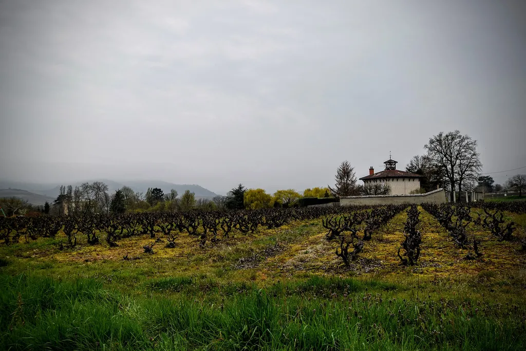Vignoble du Beaujolais : que faire à Lyon en novembre 2026, mois du Beaujolais nouveau